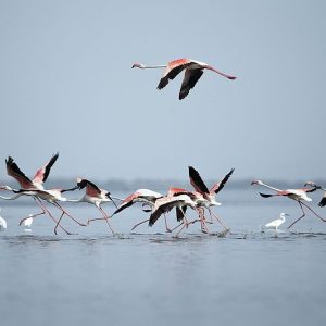 Flamingo_Flock