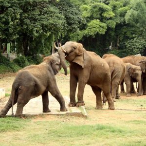 Mysore_Zoo1_1525239756