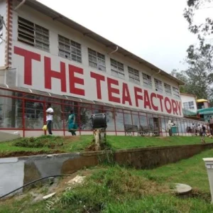 balaji_tours_chennai_ooty-tour_dodabetta-tea-museum