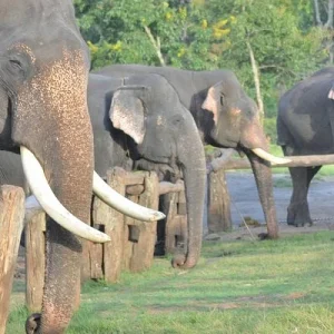 balaji_travels_theppakadu-elephant-camp