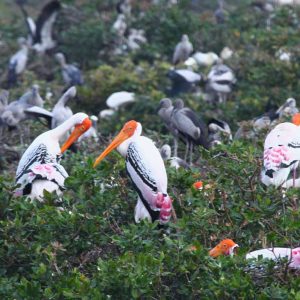 painted-storks-vedanthangal