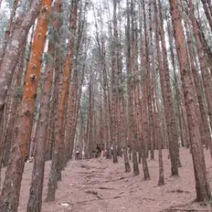 balajitravelschennai_pine-forest